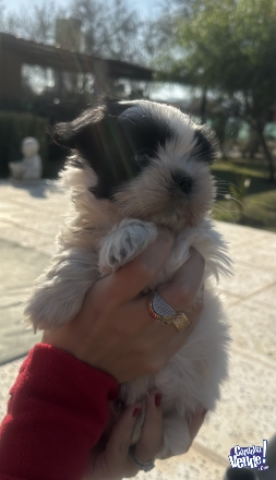 Cachorro SHIH TZU