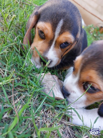 Cachorros Beagle bicolor y tricolor 