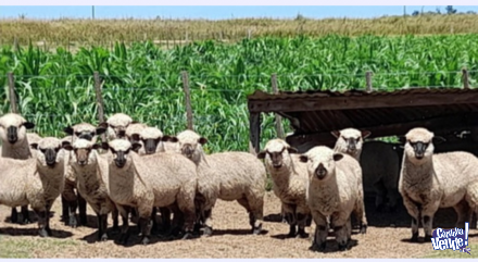 Vendo ovejas y carneros raza Hampshire down 