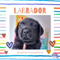 Cachorros Labrador Cordoba hembra negra