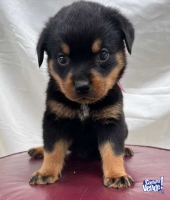 Cachorros rottweilers baratos econ�micos