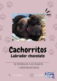 Cachorros labrador chocolate