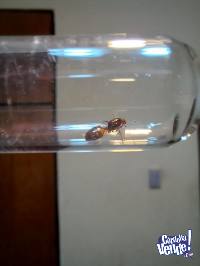 Hormiga reina fecundada (colonia o hormiga sola)
