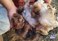 Vendo lana virgen de oveja