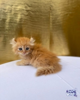 Gatos gatitos persas baratos de varios colores y muy lindos!!
