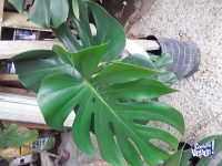 Planta Monstera Deliciosa Costilla De Adan 