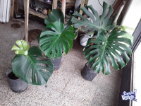 Planta Monstera Deliciosa Costilla De Adan 