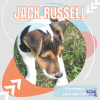 Cachorros Jack Russell Córdoba Argentina hembra y macho