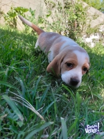Cachorros Beagle puro pedigree 