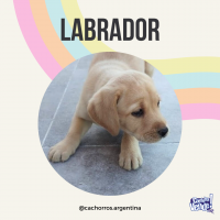 Cachorros Labrador Cordoba macho y hembra 
