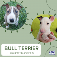 Cachorros Bull Terrier Cordoba Argentina 