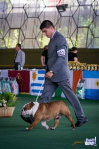 Macho bulldog Ingles en Servicio