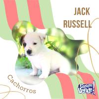 Cachorros Jack Russell macho y hembra cordoba argentina