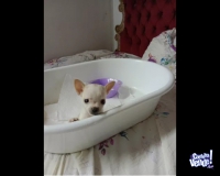 Chihuahuas bebes hermosos pregunten por favor 
