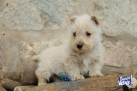 Cachorro Scottish Terrier - FCA - Macho - Los Carditos