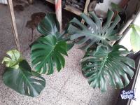 Planta Monstera Deliciosa Costilla De Adan 