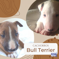 Bull Terrier Cordoba Argentina machos 