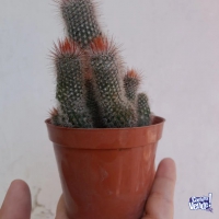 Hermosos cactus ideal para mama