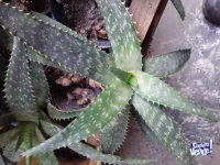 Aloe Vera Maculata Plantas