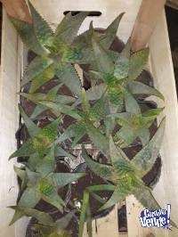 Plantas de Aloe Vera Maculata