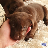 Labradores marrones chocolates hermosos 