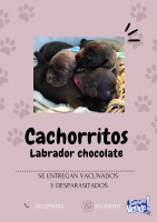 Cachorros Labrador chocolate