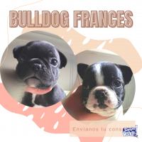 Cachorros Bulldog Frances vaquita y atigrados Cordoba Argentina