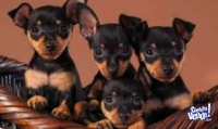 LIQUIDOOO PINSCHER MINIATURA  HEMBRITA DIVINA