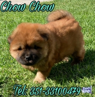 Cachorros Chow Chow  