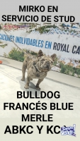 Mirko en servicio de stud bulldog francés blue merle con registro de ABKC Y KCA corto ñato bajo y co