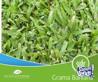 Grama bahiana - Cesped natural en alfombras