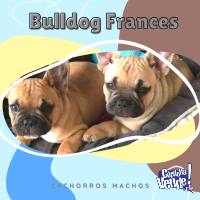 Cachorros bulldog frances cordoba argentina