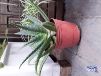 Planta de Aloe Vera Maculata