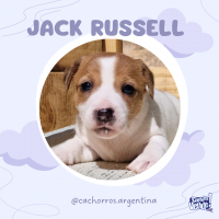 Cachorros Jack Russell cordoba argentina 
