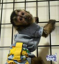 Excelentes monos capuchinos (m.organ.gr.e.t.c.he.n7@googlemail.com)