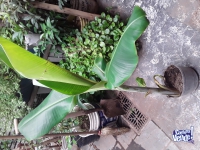 Plantas de bananeros 