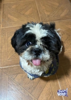 Cachorro SHIH TZU