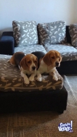 Se vende cachorro beagle puros , padres con papeles 