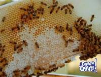 Miel pura de abejas