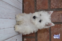 Cachorros West Highland White Terrier - Westy - Westie