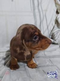 SALCHICHA MINI ARLEQUÍN CHOCOLATE HERMOSO CACHORRITO