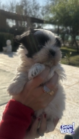 Cachorro SHIH TZU