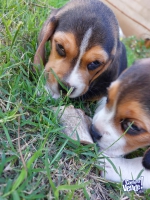 Cachorros Beagle bicolor y tricolor 