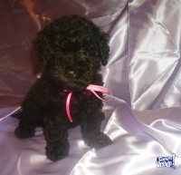 Hermosa caniche microtoy hembra negra azabache. Fotos actuales y reales !!