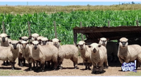 Vendo ovejas y carneros raza Hampshire down 
