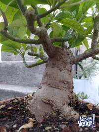 Bonsái Ombú (Phytolaca Dioica)