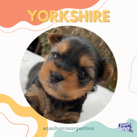 Yorkshire terrier Cordoba yorky macho